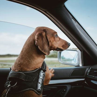 ChakaPakaPets™Car Seat Belt